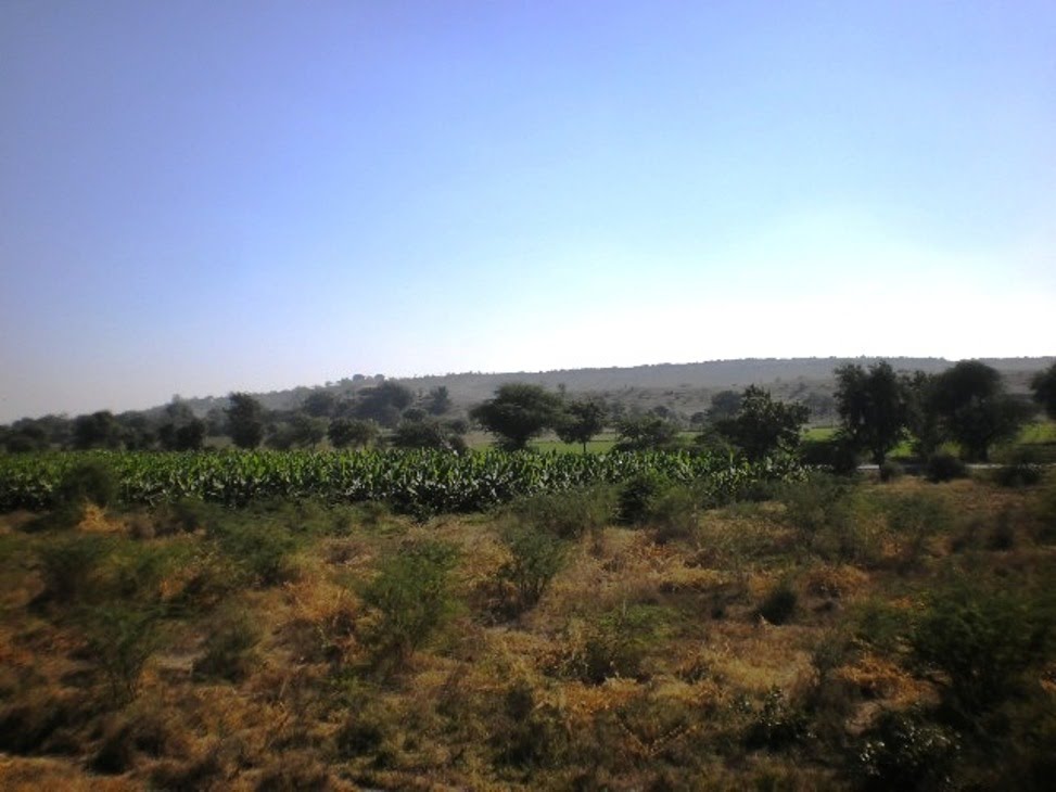Plantain Plantation Near Nandurbar   नंदुरबार  நந்துர்பார்     P1113767, Нандурбар