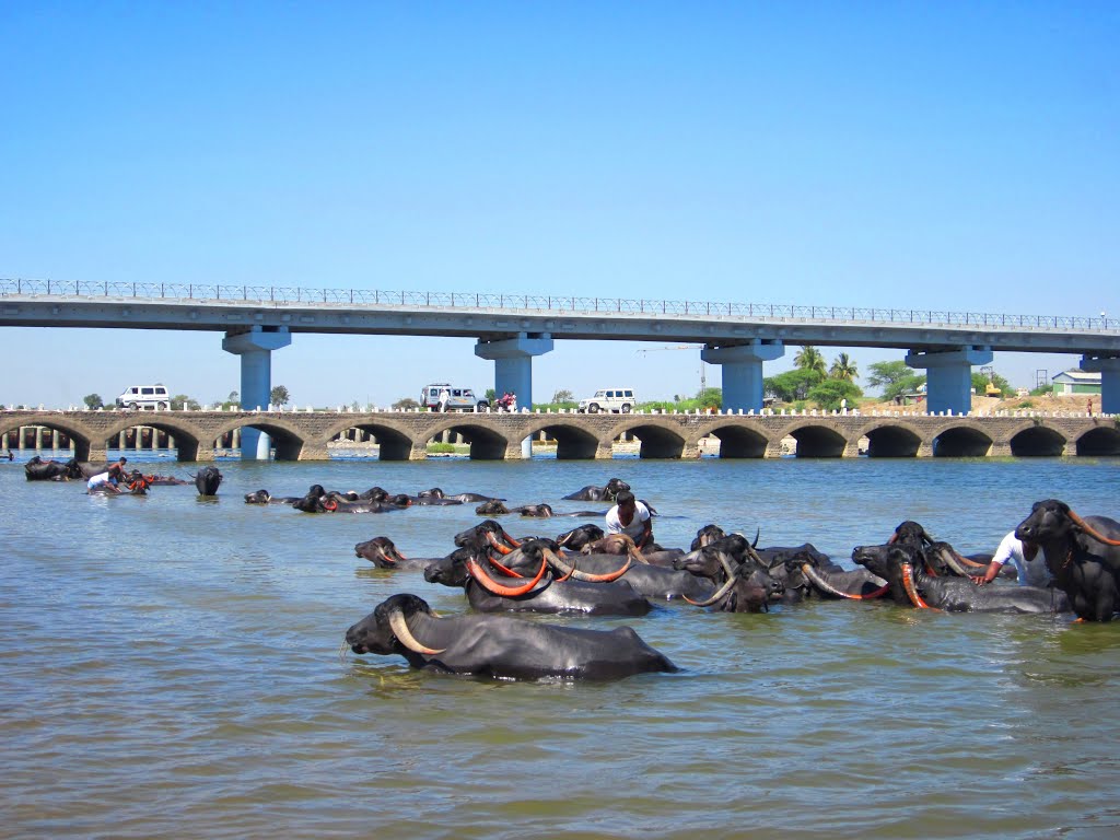 Bath in River , Pandharpur Maharashtra, Пандхарпур