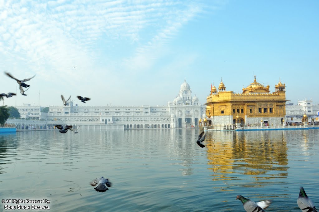 BIRDS PLAYING AT GOLDEN TEMPLE, Амритсар