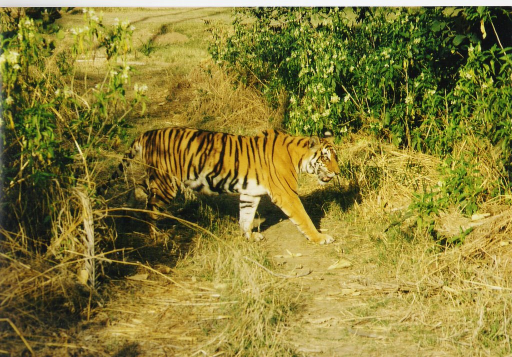 Tiger in Ranthambore Nationalpark, Аймер
