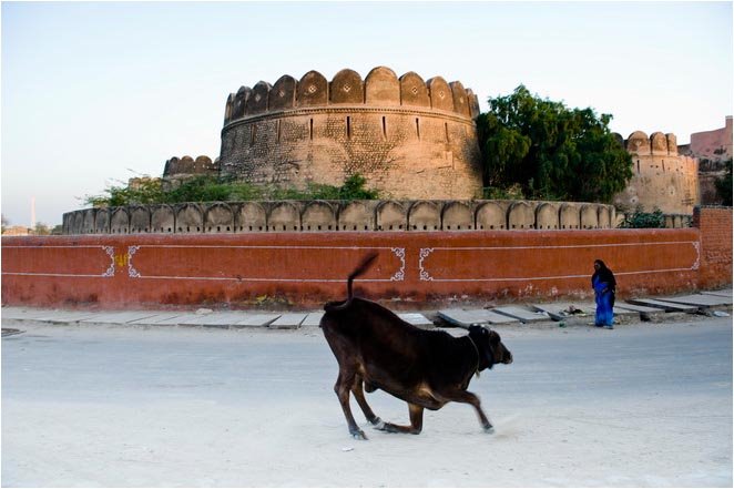 Cow in front of Junagarh fort, Биканер