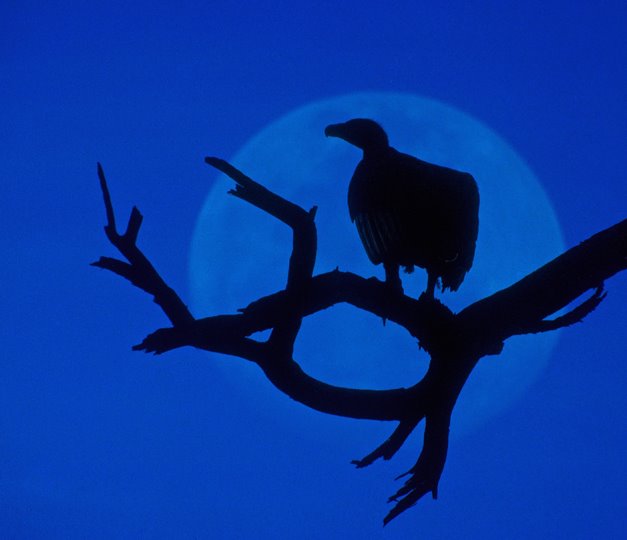 Vulture in the Moon in India, Бхаратпур