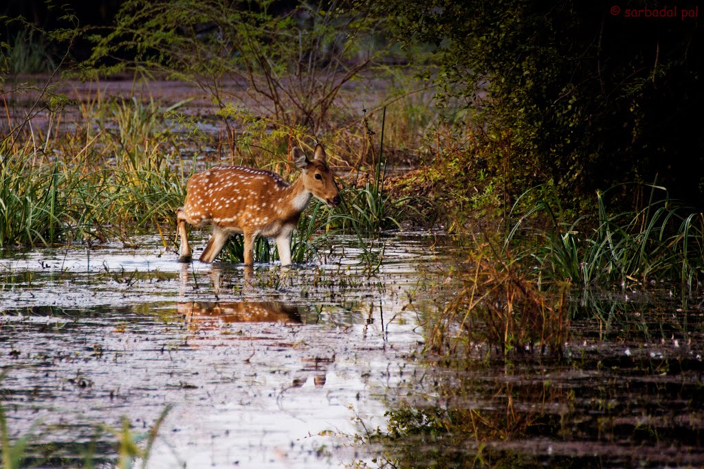 spotted deer, Бхаратпур