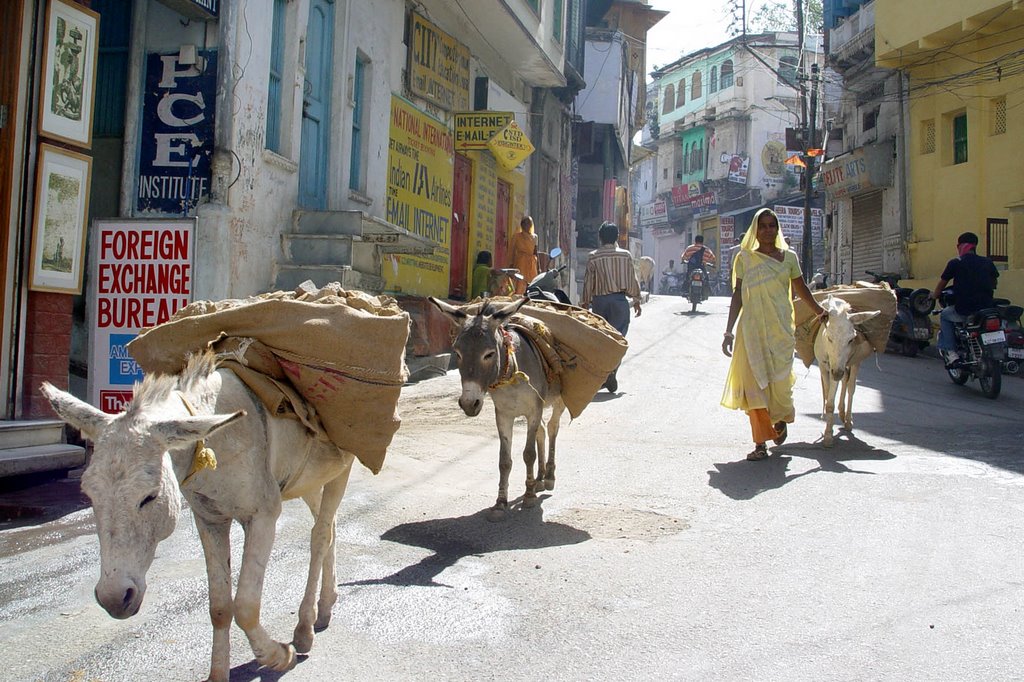 udaipur, women with donkeys, Удаипур
