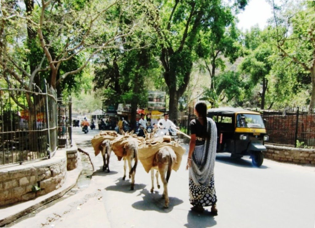 Udaipur. Donkeys to transport goods., Удаипур