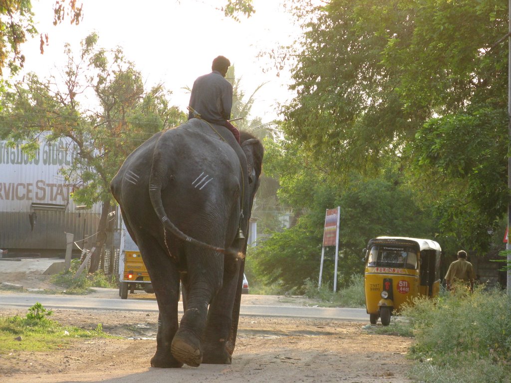 Elephant near NH 7, Диндигул