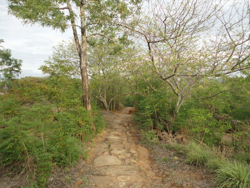 Way Between Ramanshram and Skandashramam, Тируваннамалаи