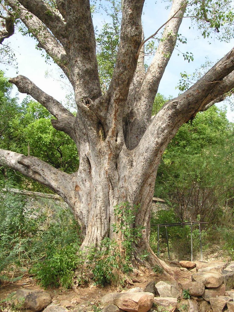 Huge tree., Тируваннамалаи
