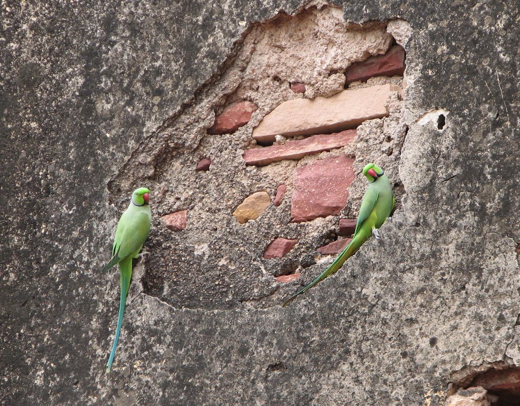 Parrots at Agra, Агра