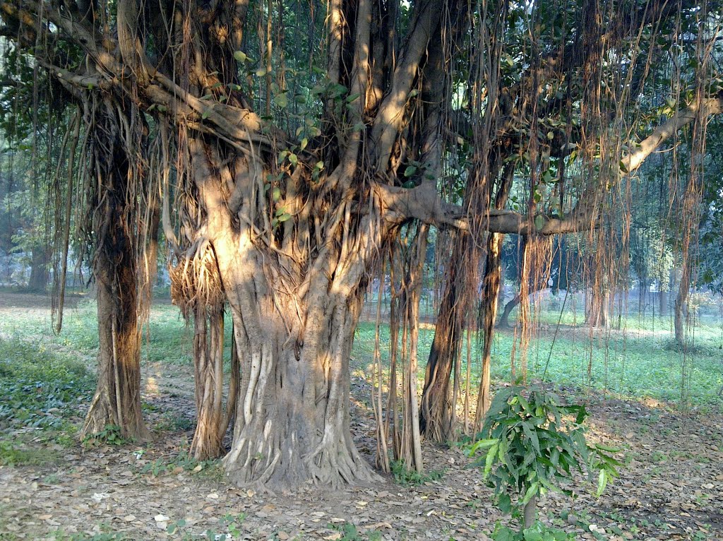 The Indian banyan (Ficus benghalensis), Аллахабад