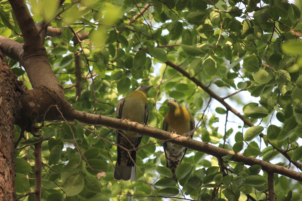 Green-footed Yellow Pigeon, Аллахабад