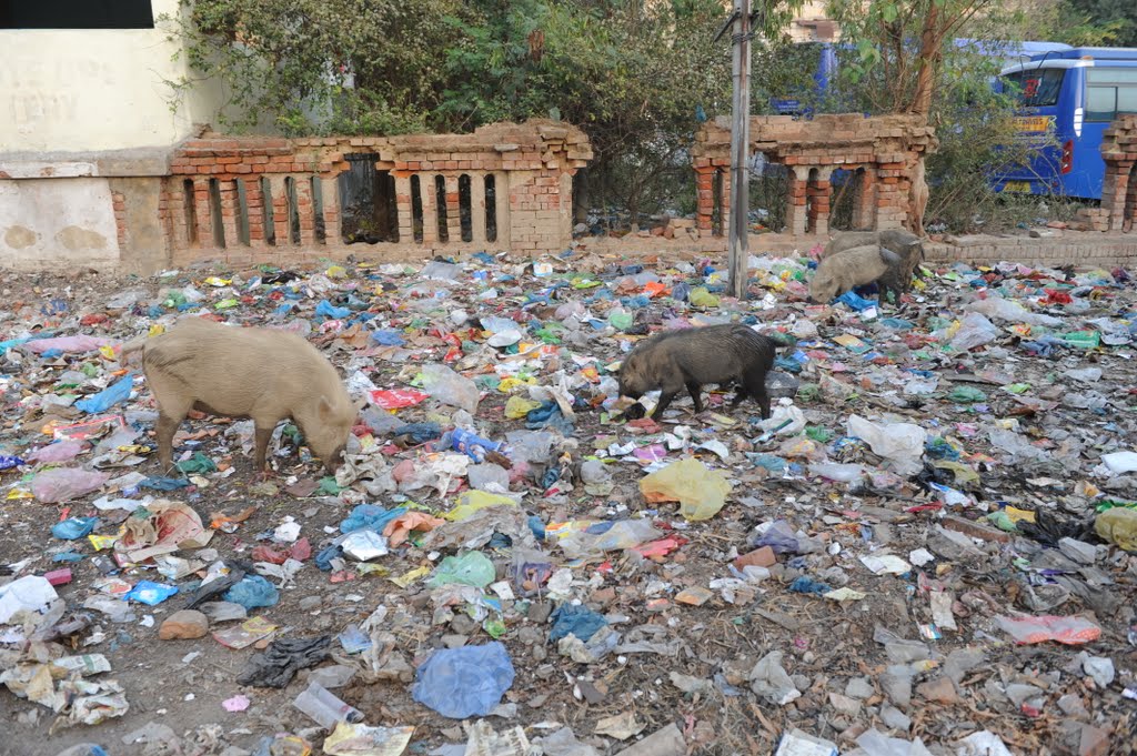 Свиньи с мусором, Варанаси