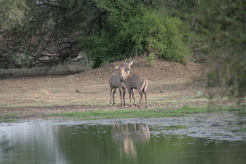 Keoladeo National Park, à Bharatpur, Етавах