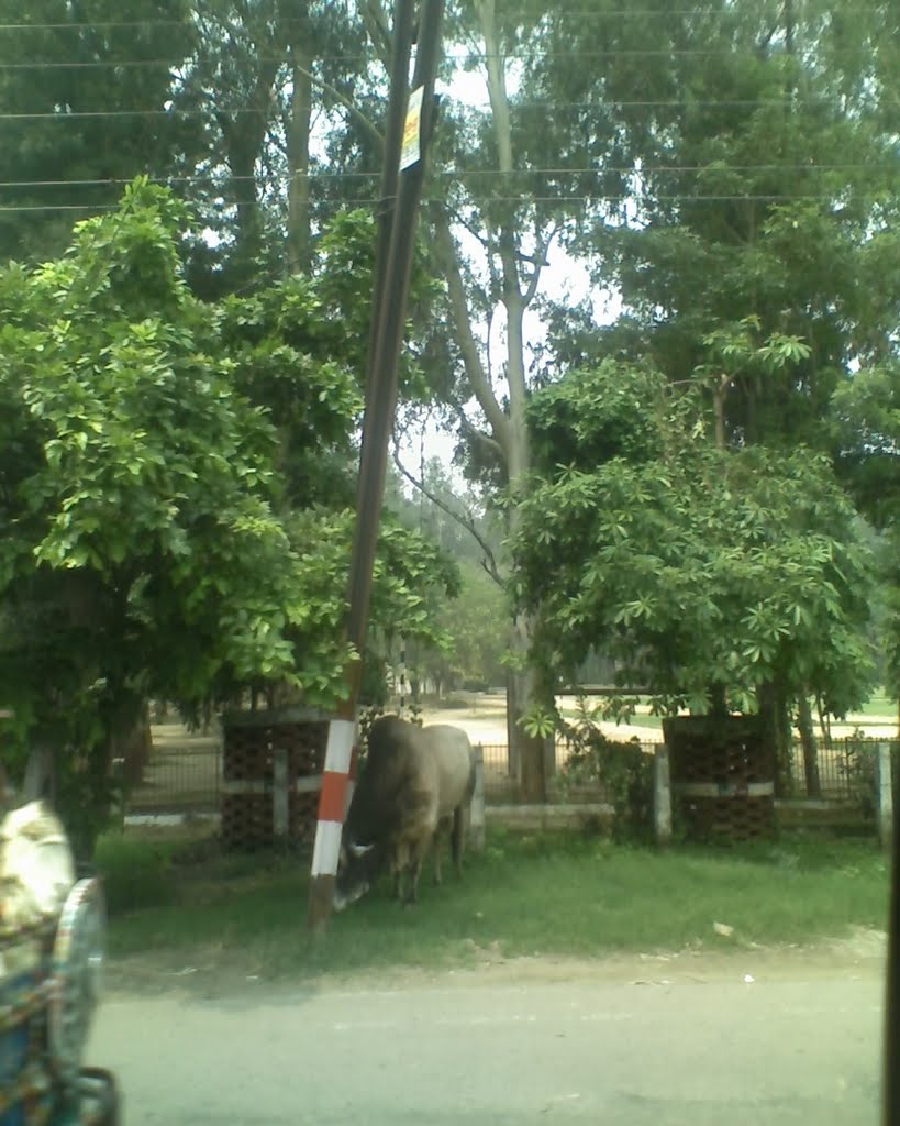 P.A.C. Road ,Moradabad, Морадабад