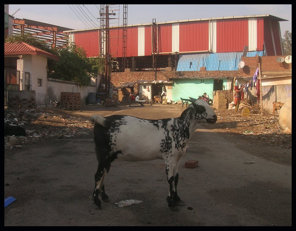 Une chèvre à Moradabad., Морадабад