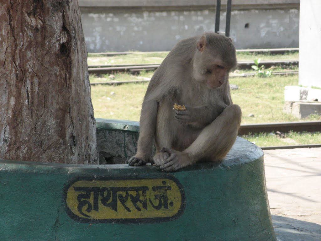 Monkey at Hathras Junction, Хатрас