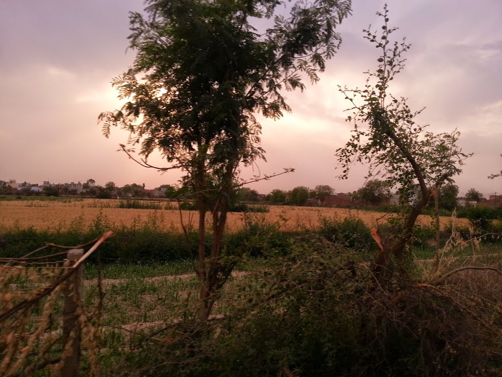 Wheat Crops Ripen Dhana Ladanpur - Bhiwani Road Dist. Bhiwani Haryana, Бхивани