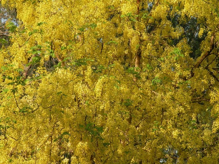 Yellow Trees, Карнал