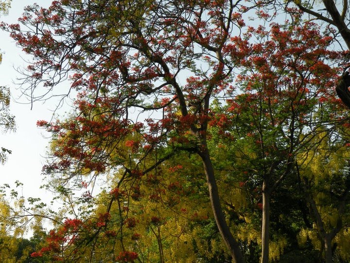 Trees, Карнал