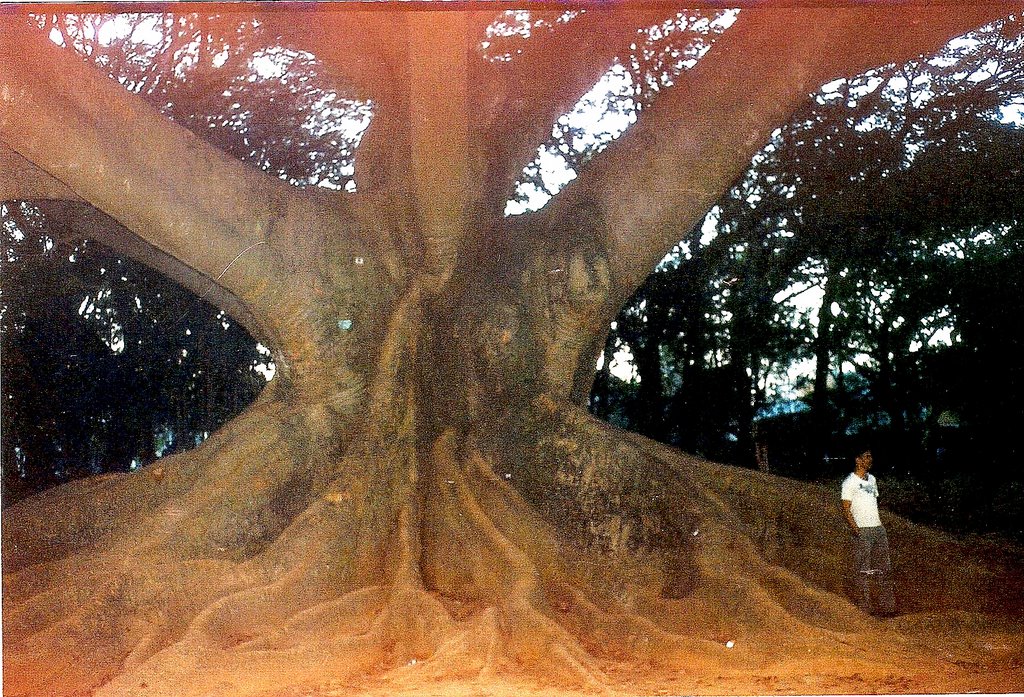 Giant Baniyan Tree, Lal Bagh, Bangluru, Бангалор