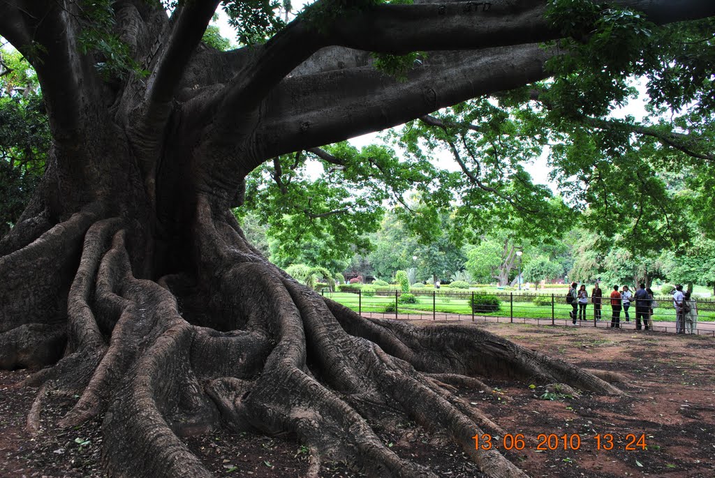The oldest tree at Lal bagh botanical garden Bangalore, India, Бангалор