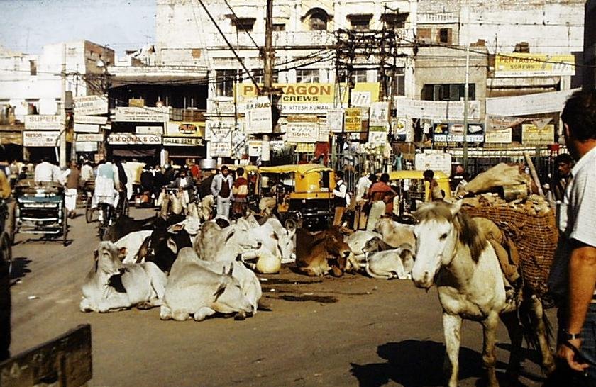 Old Delhi - Humans and cows on the street, Дели