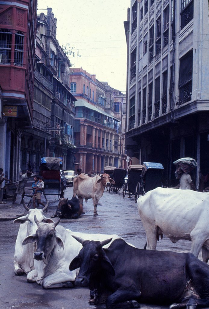 Bertram Street - 1975, Калькутта