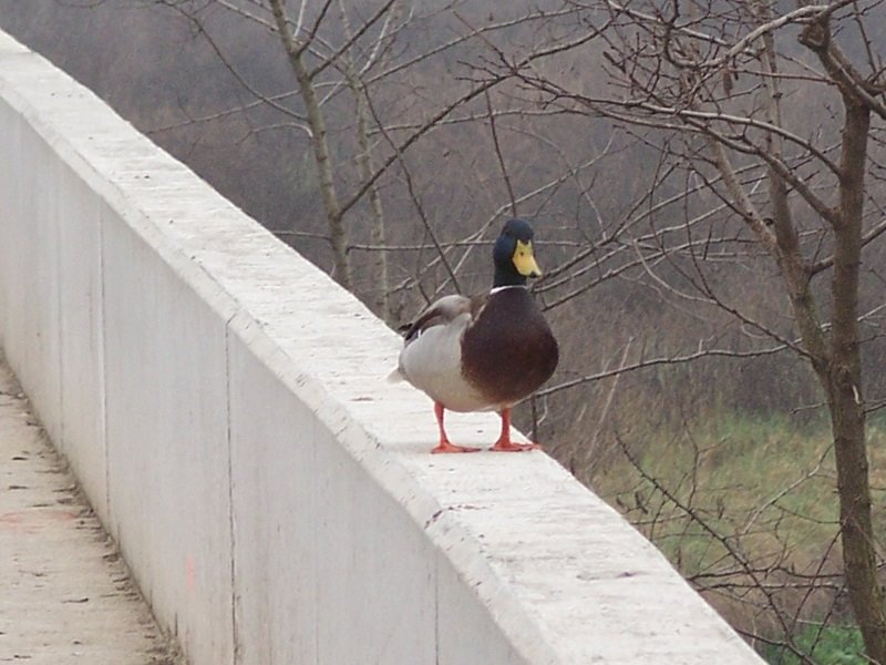 anec del riu ripoll, Сабадель