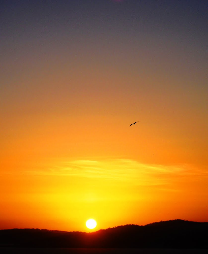 El sol, el amarillo cielo y la gaviota solitaria., Виго