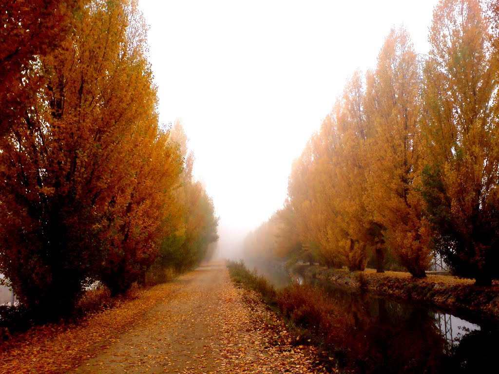 Niebla en otoño, Вальядолид