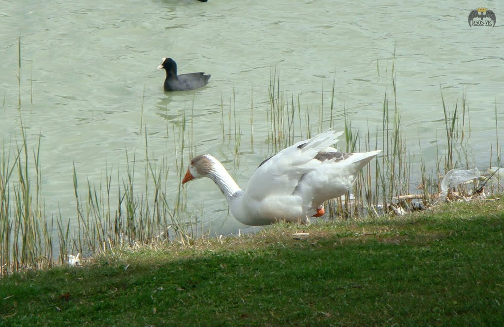 Laguna de Duero - ¡Al agua patos!, Вальядолид