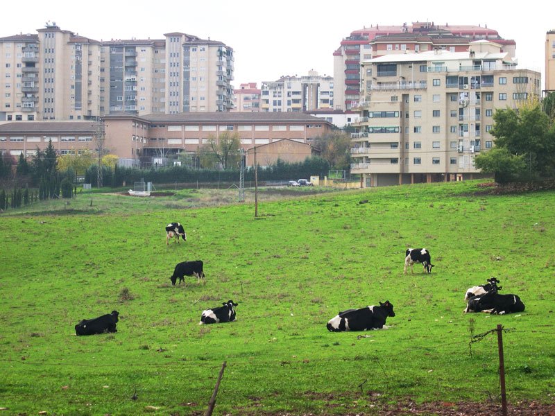 Vacas y rascacielos, Касерес