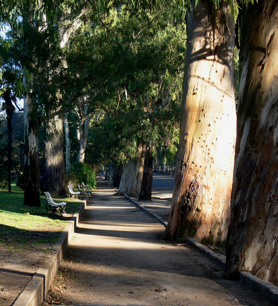 Eucalyptus centenarios del Paseo del Bosque, Ла-Плата
