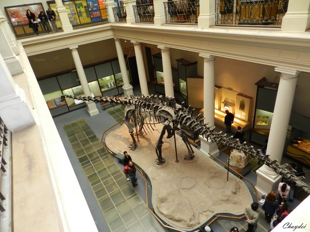 "Diplodocus".  Museo de La Plata., Ла-Плата