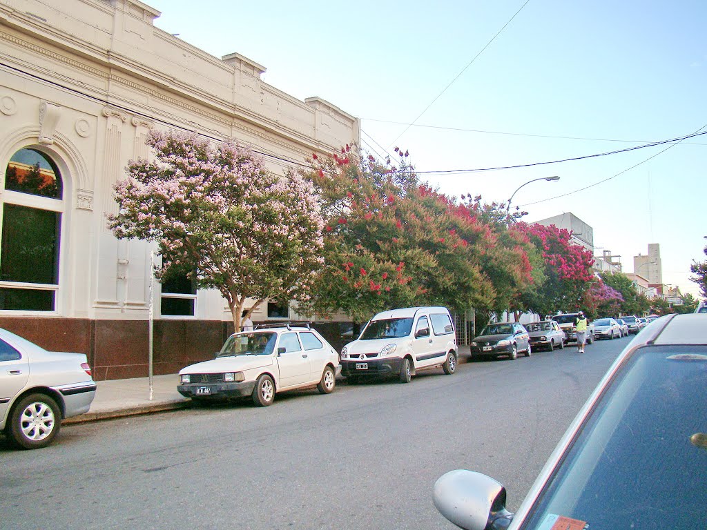 Necochea (Bs.As.) - Coloridos árboles frente a la sede bancaria en calle céntrica - ecm, Некочеа