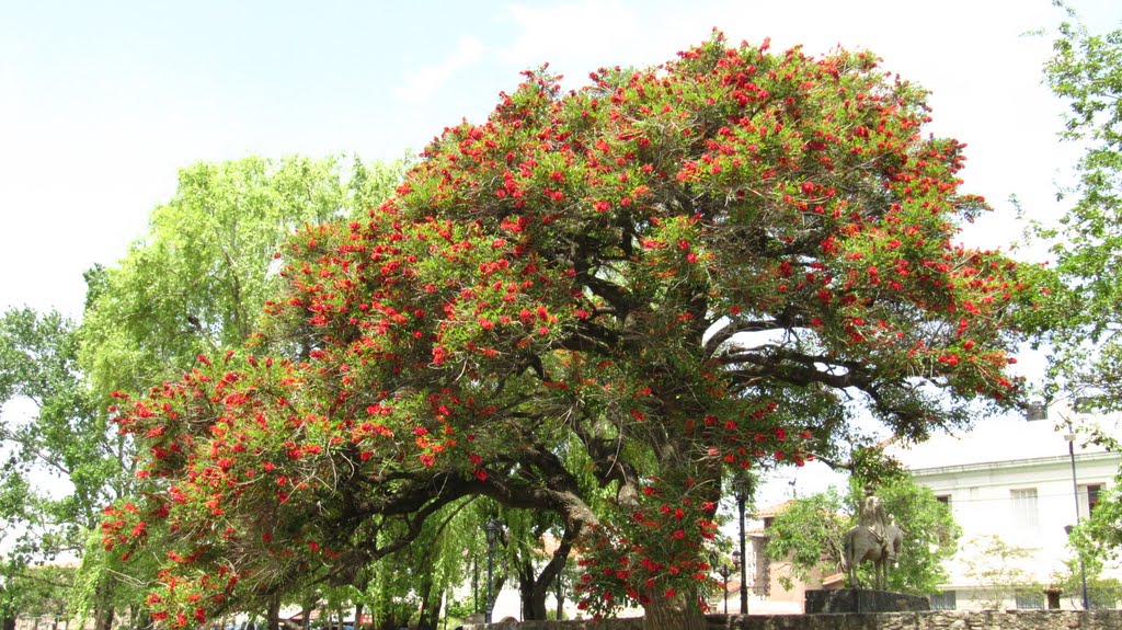 Alta Gracia, parque de Tajamar y ceibo, árbol de la flor nacional de Argentina., Альта-Грасия