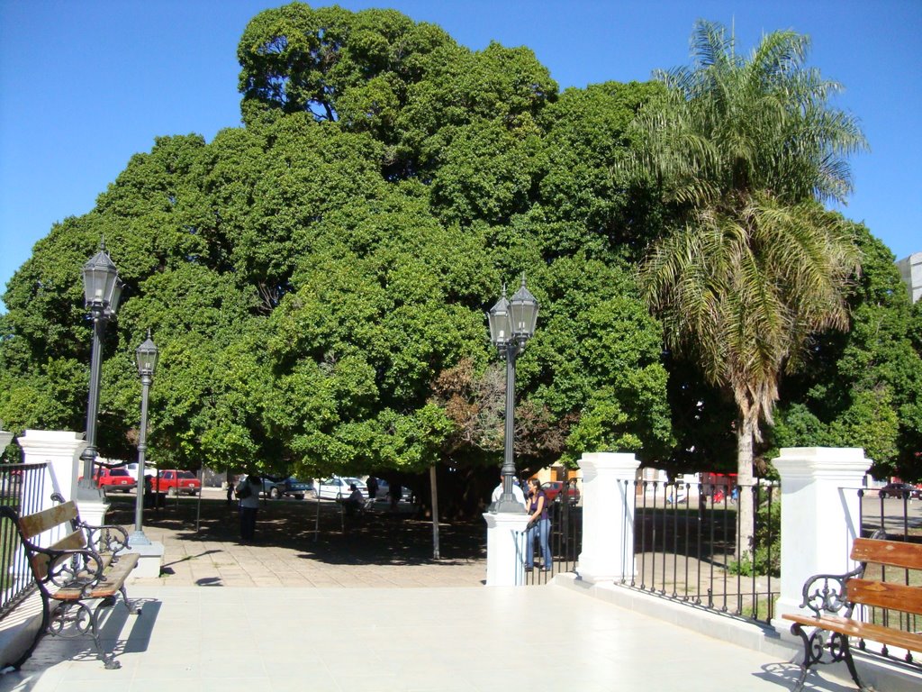 Plaza de Goya, árbol de yerba mate, Гойя