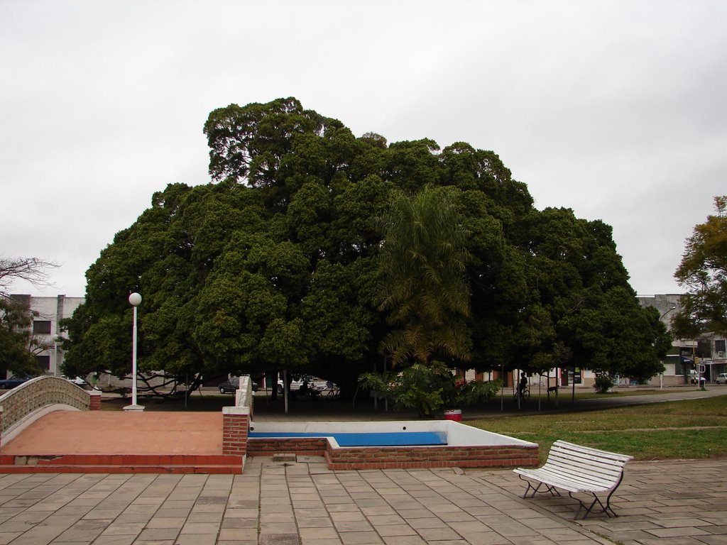Ficus desde 1912 (16/08/2007), Гойя