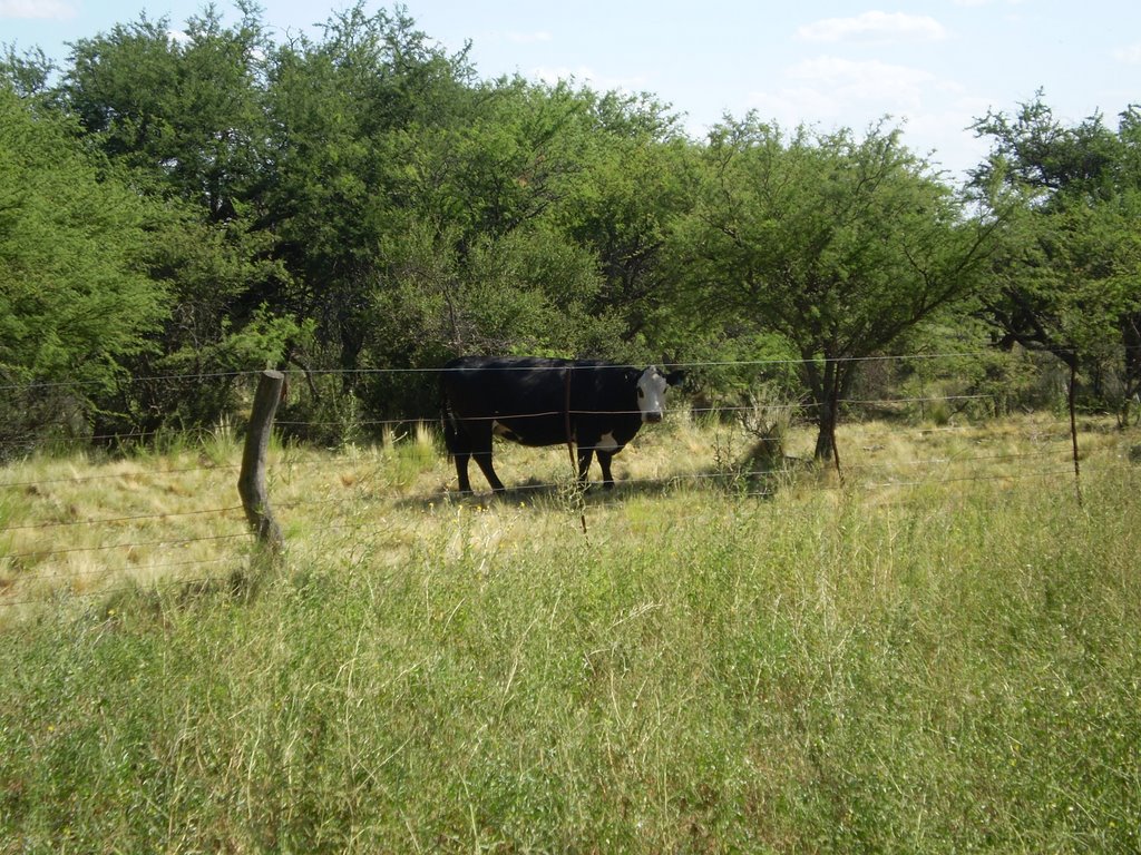 Vaca en monte de caldenes, cerca de General Acha, Provincia de La Pampa, Argentina, Женераль-Рока