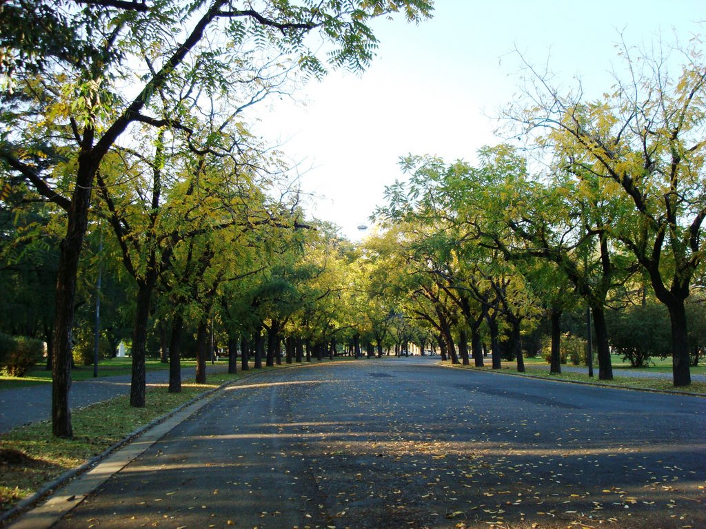 Acacias en Calle del Parque Independencia - Rosario - Santa Fe - Argentina, Росарио