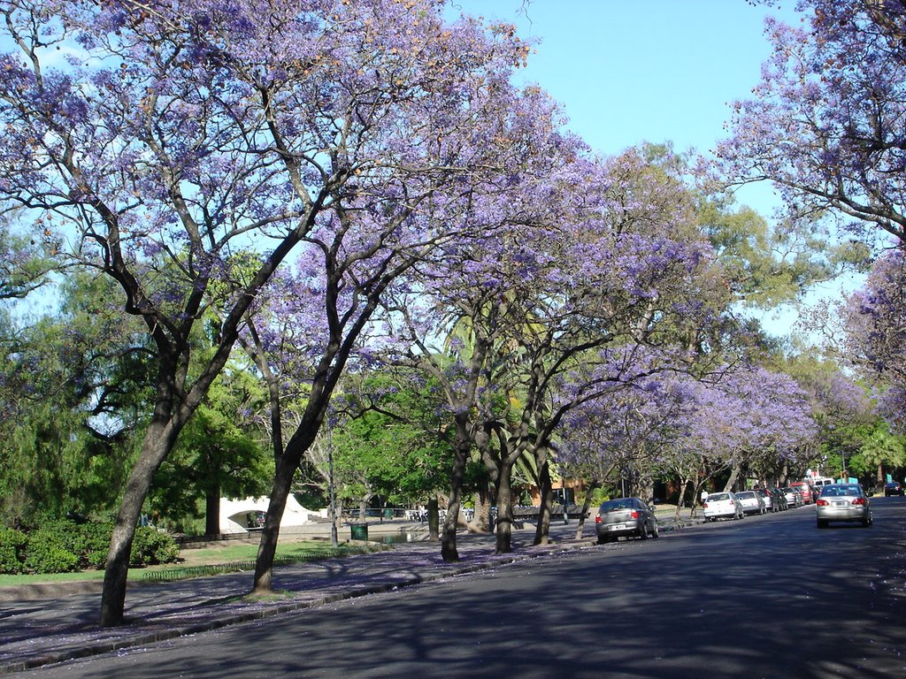 Parque Independencia. Jacarandás en primavera, Росарио