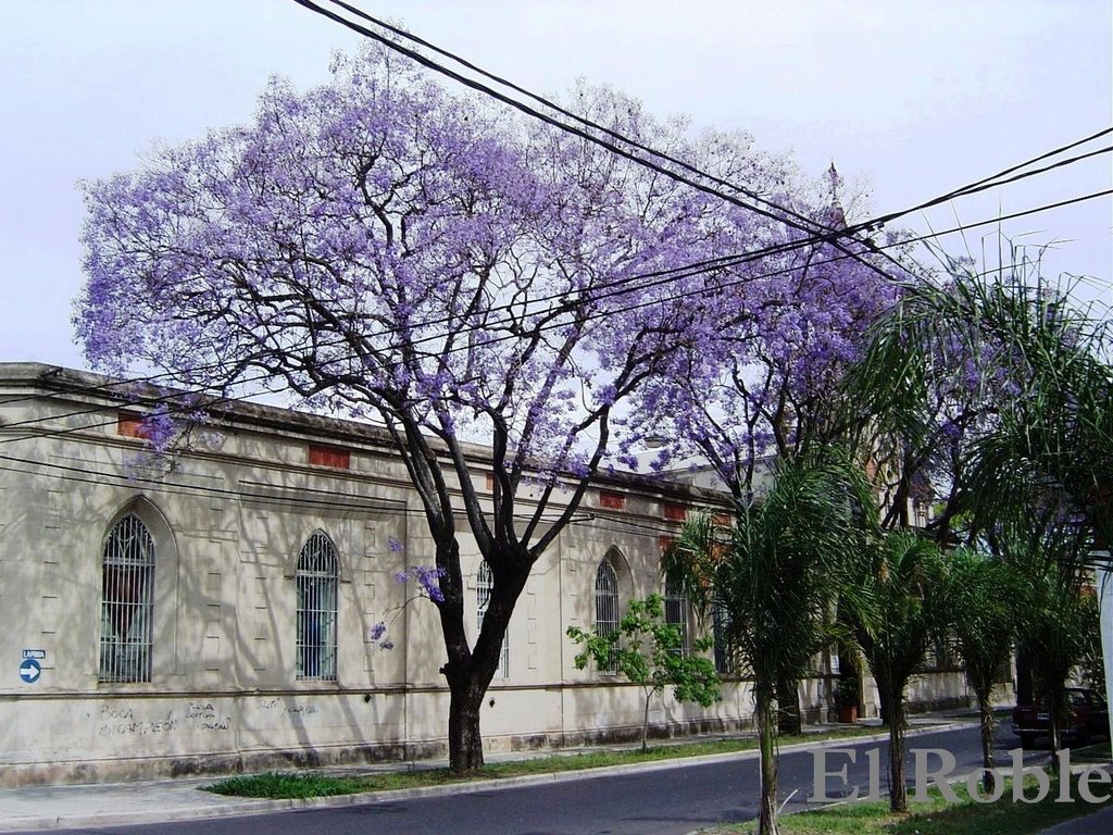 Jacaranda en Flor en Galvez y Laprida Rosario, Santa Fe, Argentina, Росарио