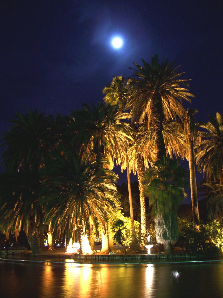 Palmeras iluminadas (Lit up Palm Trees), Росарио