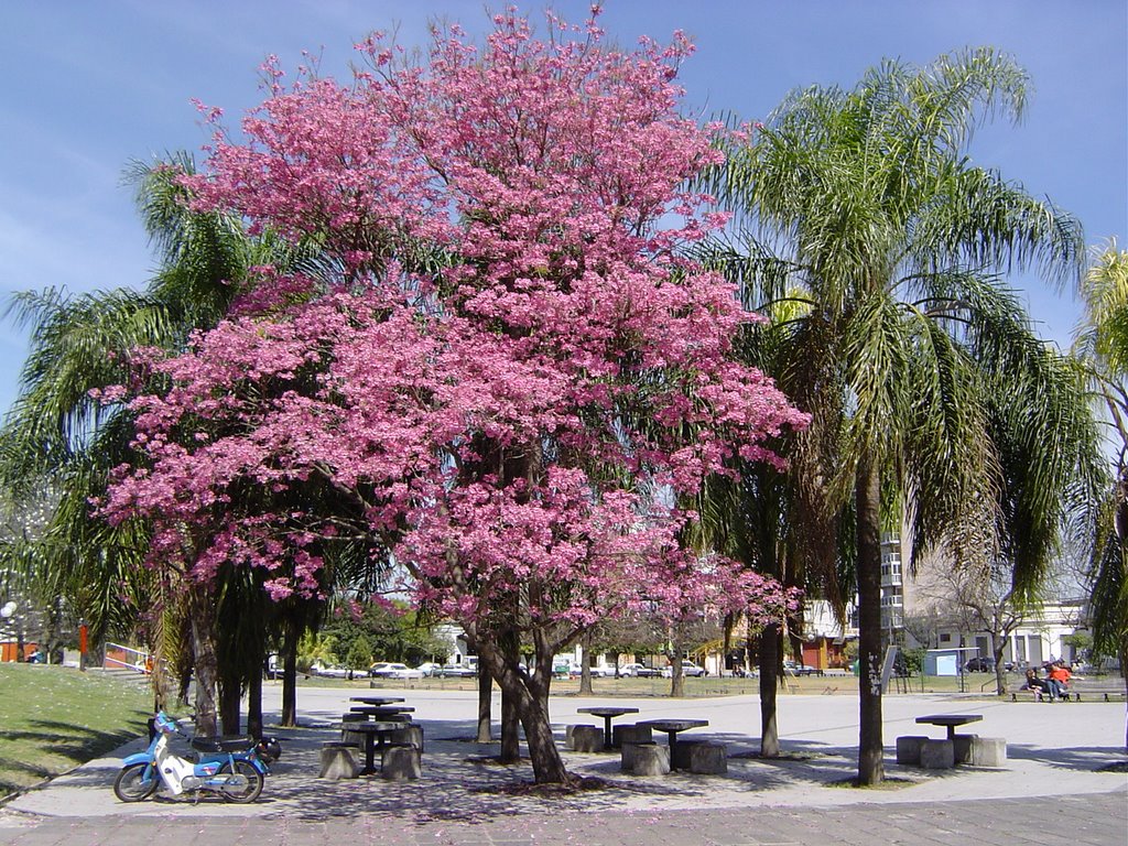 Lapacho Rosado En Flor Plaza Libertad - Rosario, Росарио