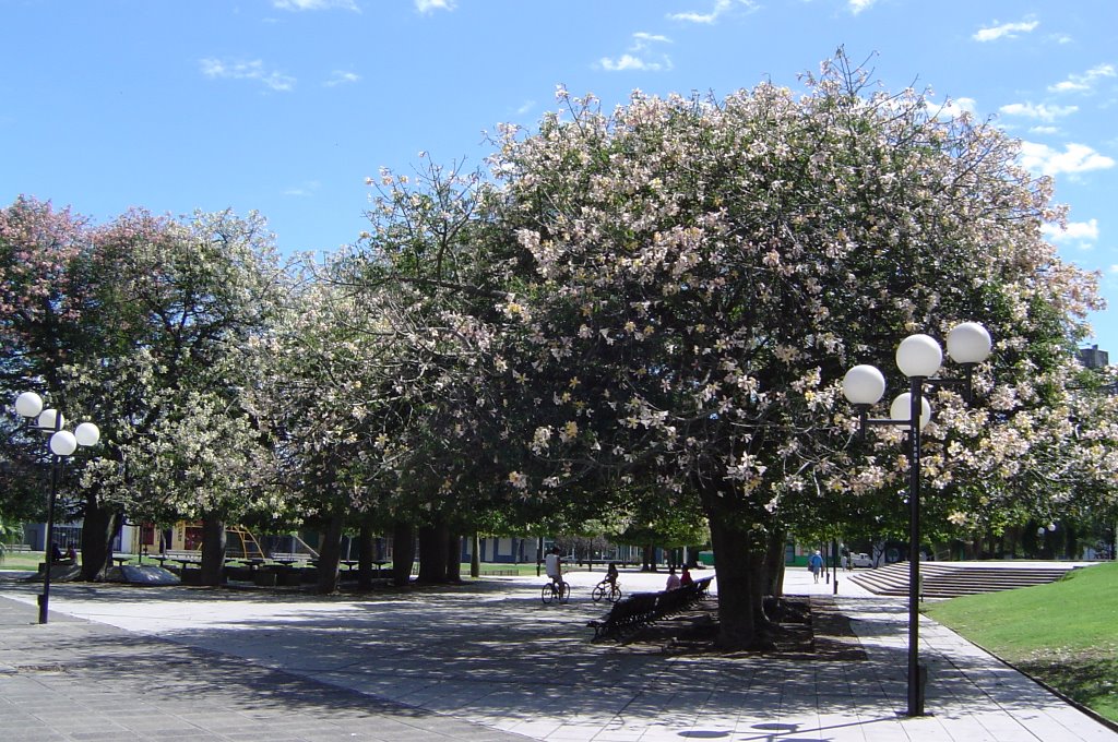 Palos Borrachos en Flor en Plaza Libertad - Rosario, Росарио