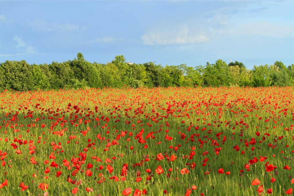 Poppies and blue sky, Падуя