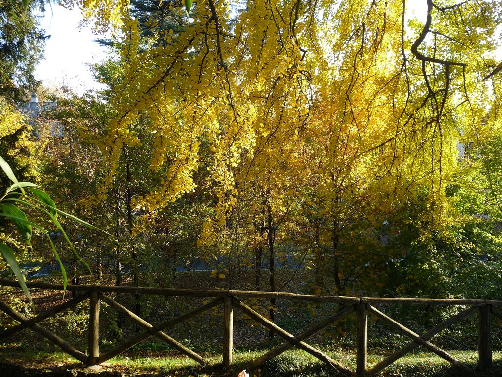 Fall color (8), Варезе