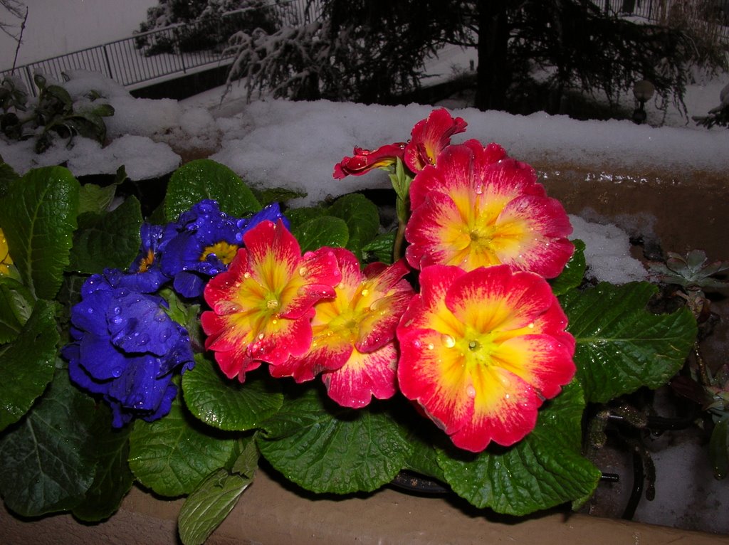 neve e fiori...freschi, Монца
