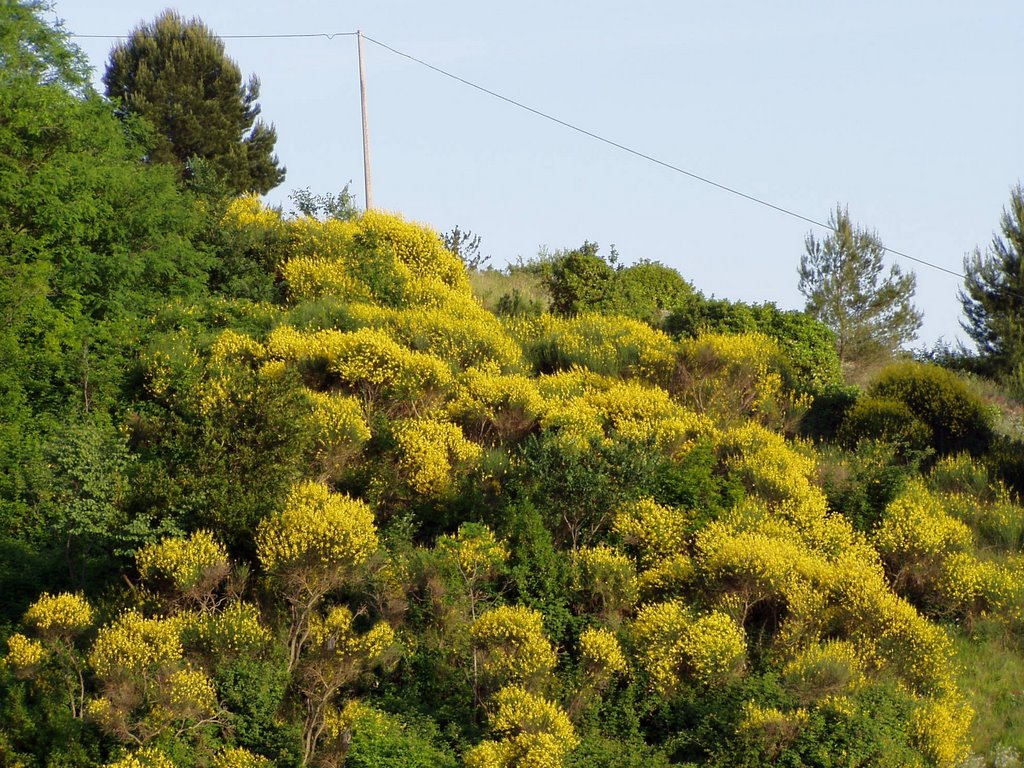 Monte Pulito - ginestre (brooms), Анкона