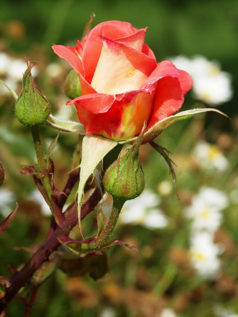 Una Rosa per Te... Amica in Panoramio., Калтаниссетта